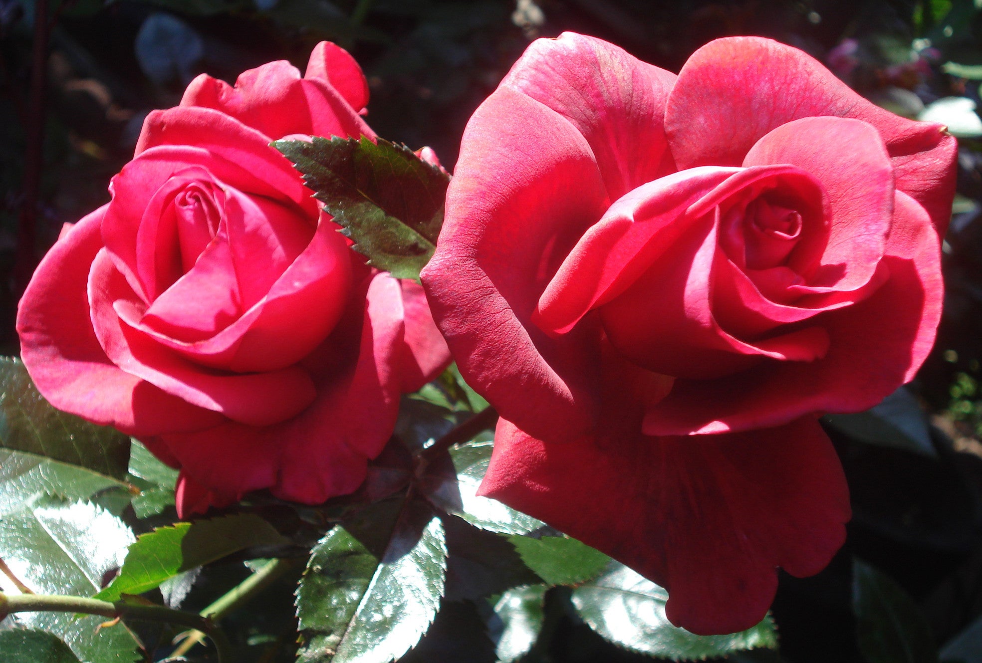 PKG Mother's Day Sale